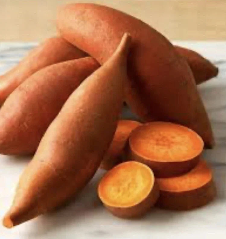 Beauregard Sweet Potato Slips - 10 Organically Grown Cuttings - Ipomoea batatas