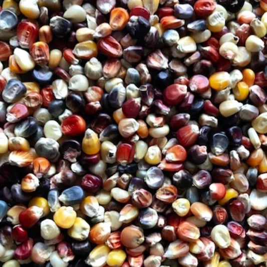 Ornamental Indian Corn Seeds | Heirloom | Colorful Varieties | Zea mays indentata