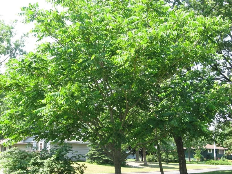 Mixed Hickory Tree Live Plant 8-12 Inches - Bitternut, Shellbark, Black, Pignut - Carya spp. - Freshly Dug for Optimal Growth