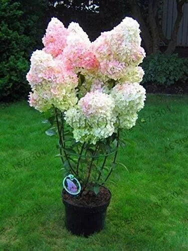 Vanilla Strawberry Hydrangea Cuttings 6-7" Unrooted, Hydrangea paniculata, White-Pink Blooms, Hardy Zones 4-8, 5+2 Free