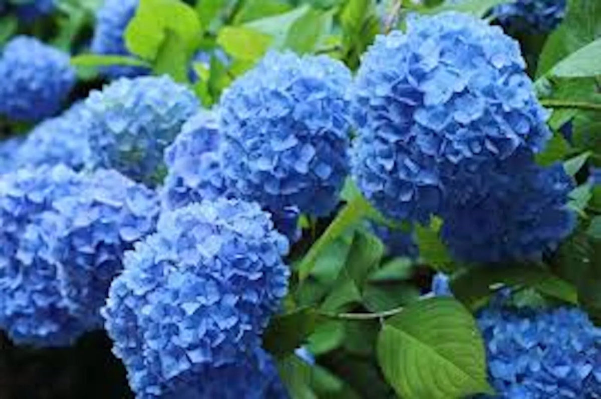 Blue Hydrangea Bush - Bare Root Plant - Old Fashioned Variety - Vibrant Blue Flowers - Hydrangea macrophylla