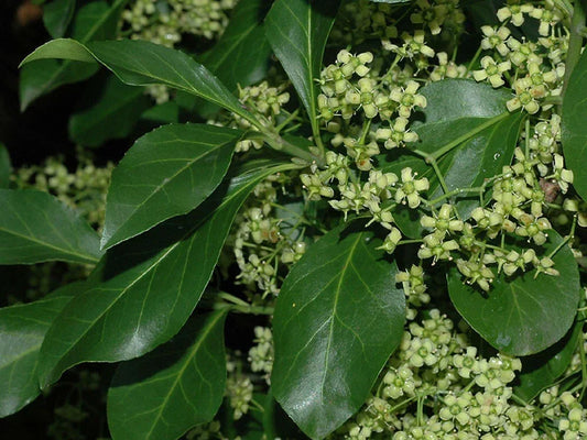 Wintercreeper Cuttings Set of 12, Unrooted Perennial Ground Cover, Euonymus fortunei, Easy to Root Green Vines