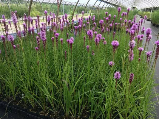 Purple Blazing Star Live Plants Set of 3 - Perennial Liatris spicata - Butterfly Attracting Garden Flowers - Zones 3-8