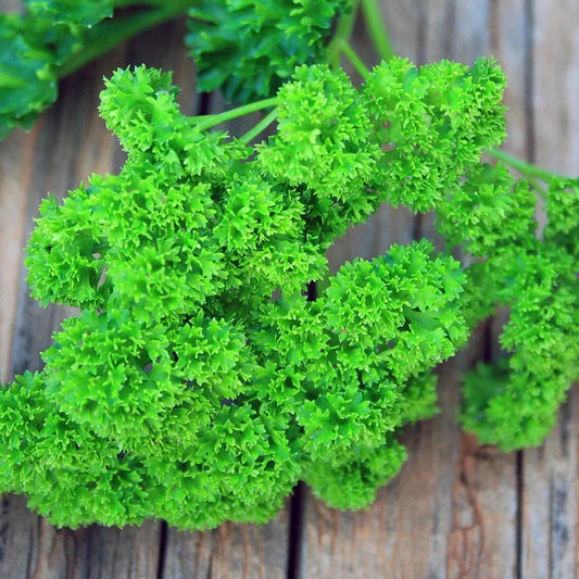 Curled Parsley Live Starter Plants Set of 2 Triple Moss Petroroselinum crispum Moisture-Wrapped Home Garden Herbs