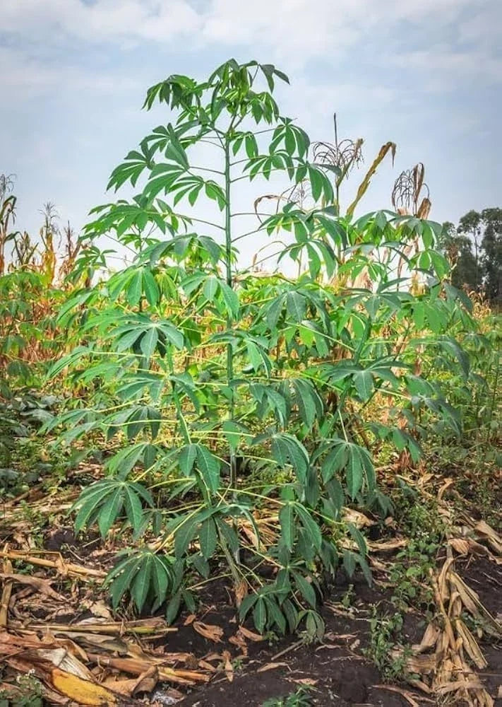 Cassava Cuttings 8" Red Yuca Manihot - Ready to Plant 3-BlG Cuttin
