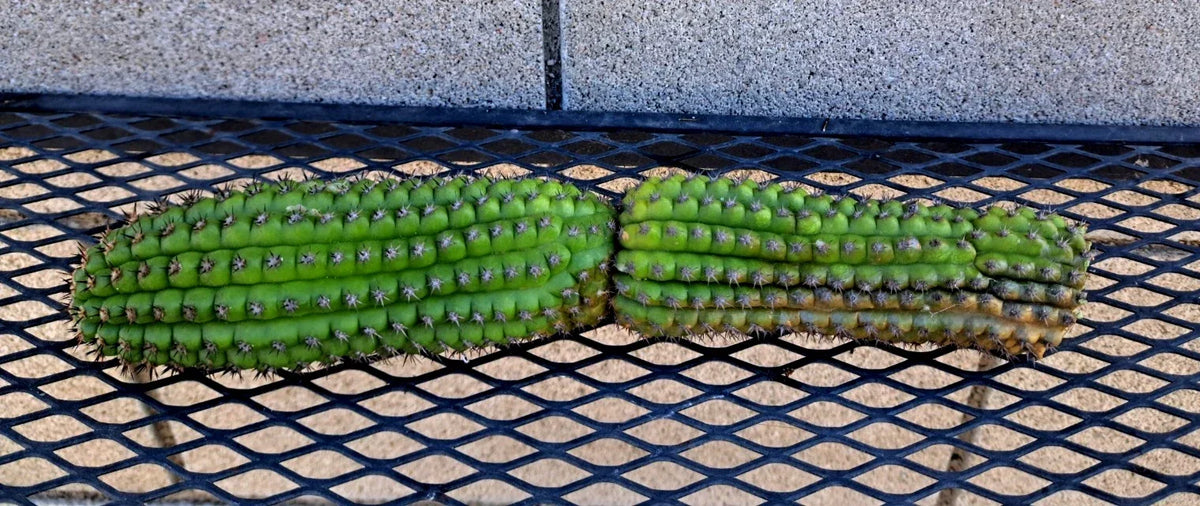 Cereus Brevispinulosus Corn Cactus Cutting 10.5" | Indoor Plant | Easy Care Succulent