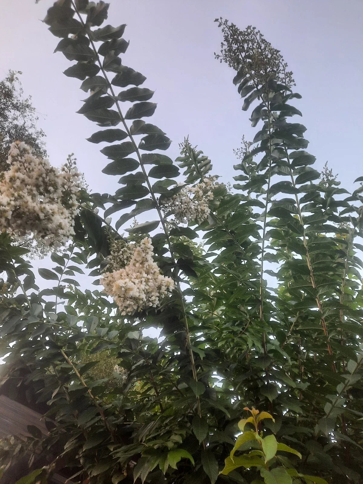 Crape Myrtle Cuttings - 10 Super Rare 'Natchez' for Rooting or Grafting - Lagerstroemia indica x fauriei