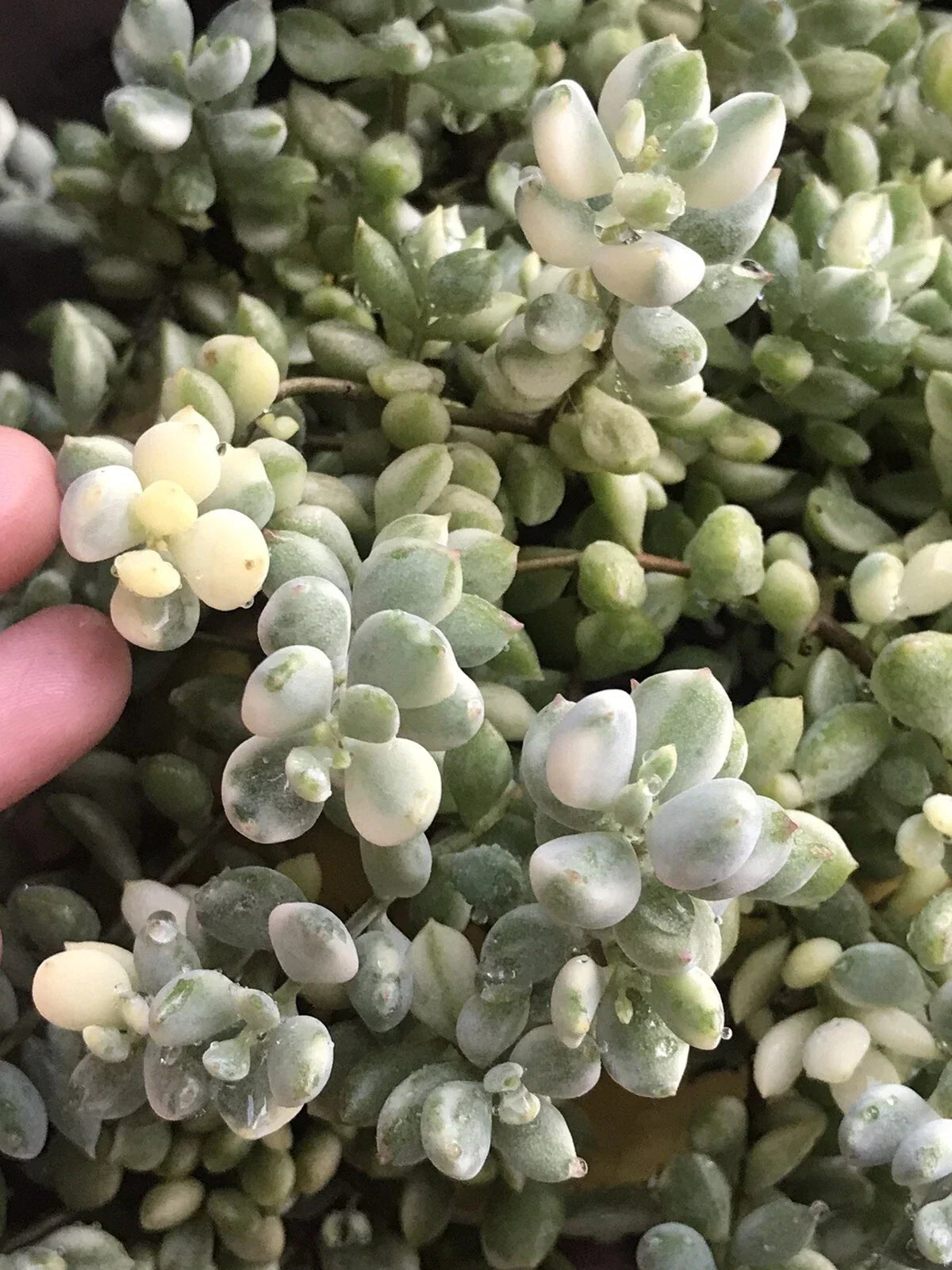 Rare Echeveria Cuttings 4” Cotyledon Pendens Variegata - Unique Succulent Plant for Home Decor or Gardening