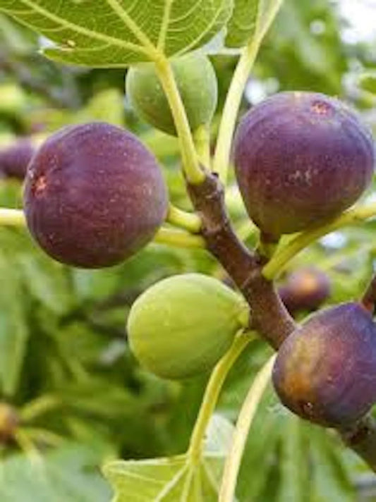 Brown Turkey Fig Tree Starter Plant - 1 Bare Root Ficus Carica - Fruiting Variety for Home Garden