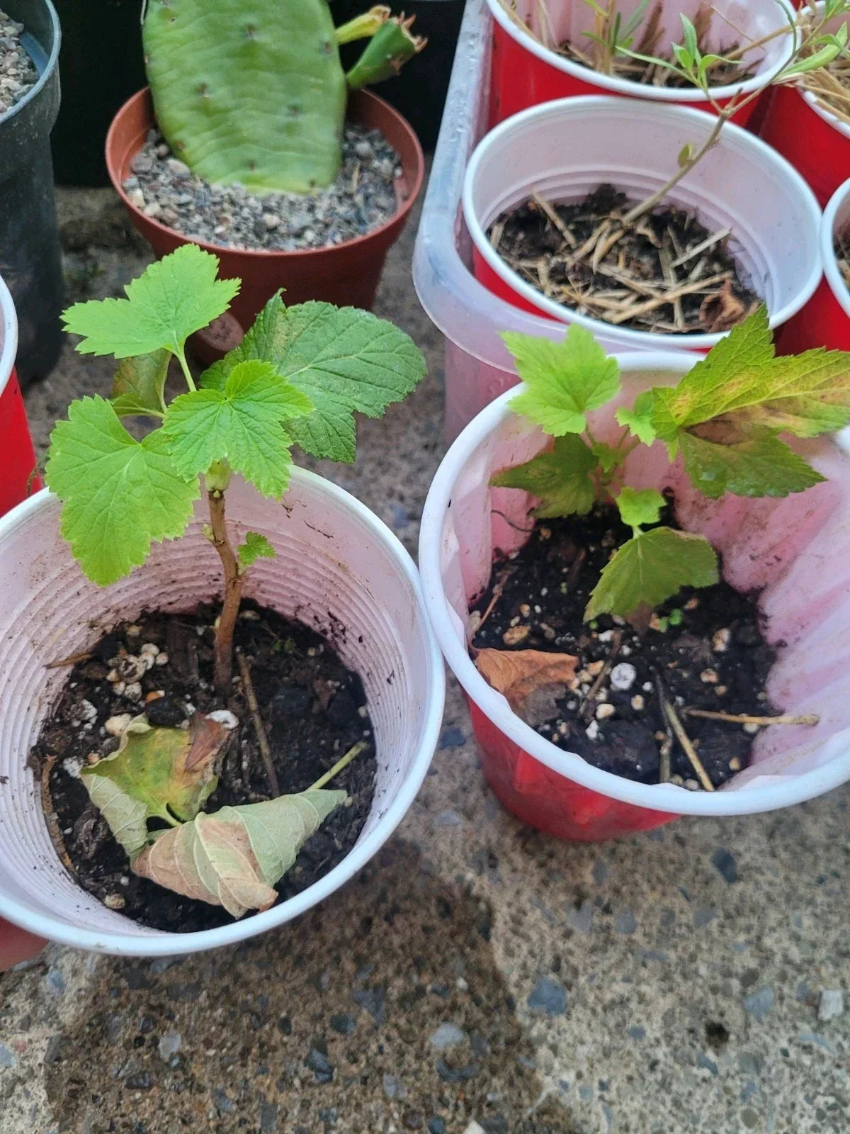 Black Currant Rooted Cutting Starter Plant - Organic, Zones 3-8, Ribes nigrum