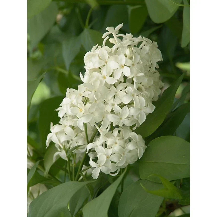 Unroot Cuttings Angel White Lilac - Pure White - Syringa vulgaris - 5 Count Branches for Planting