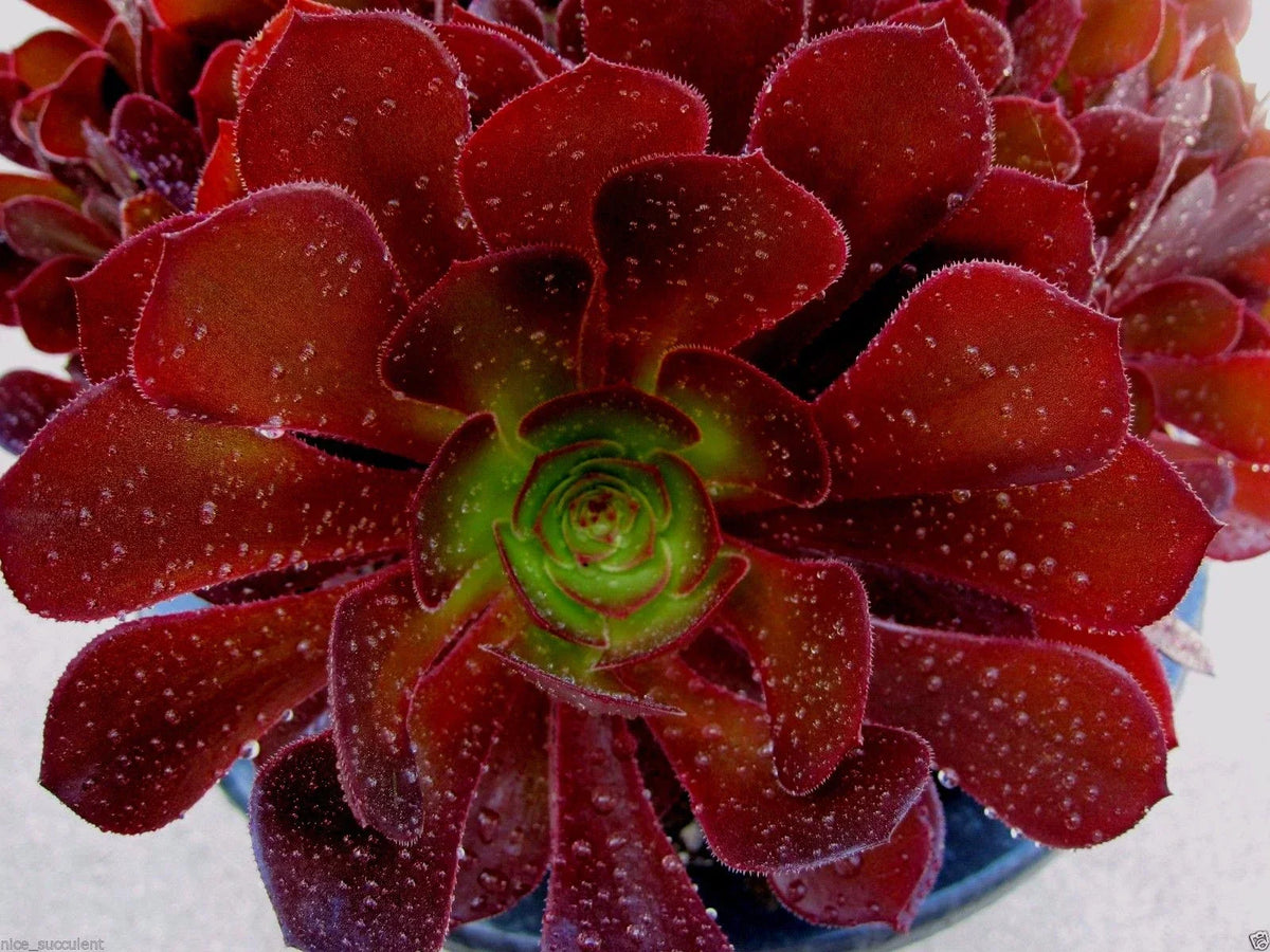 Aeonium Kokino Hybrid Succulent Cuttings - 2 Fresh & Healthy Cuttings, Rare Variety