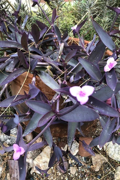 Wandering Jew Cuttings - Lot of 10 Purple Heart Tradescantia - Organic Healthy Plant Cuttings
