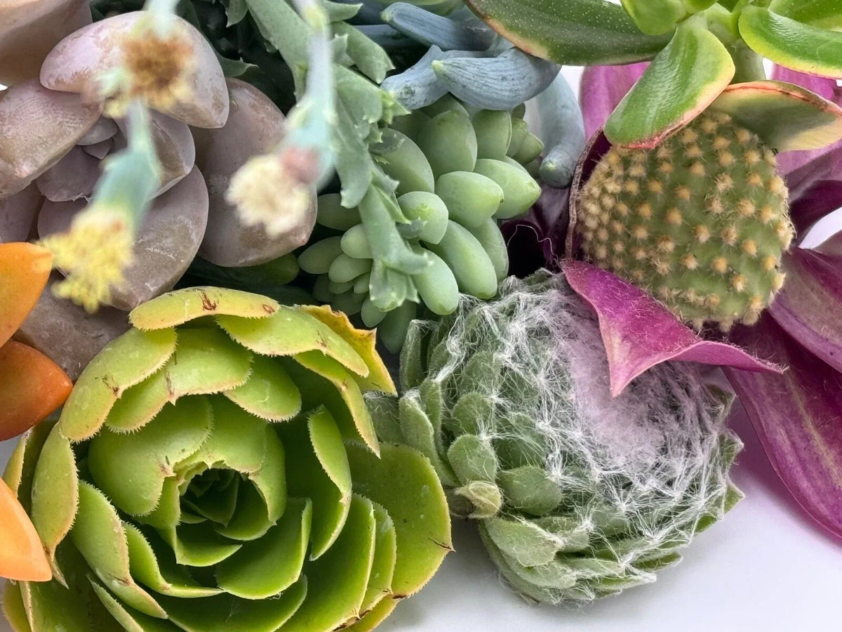 15 Assorted Succulent Cuttings, Unique Varieties, Ready to Plant, Not Rooted, Perfect for DIY Arrangements