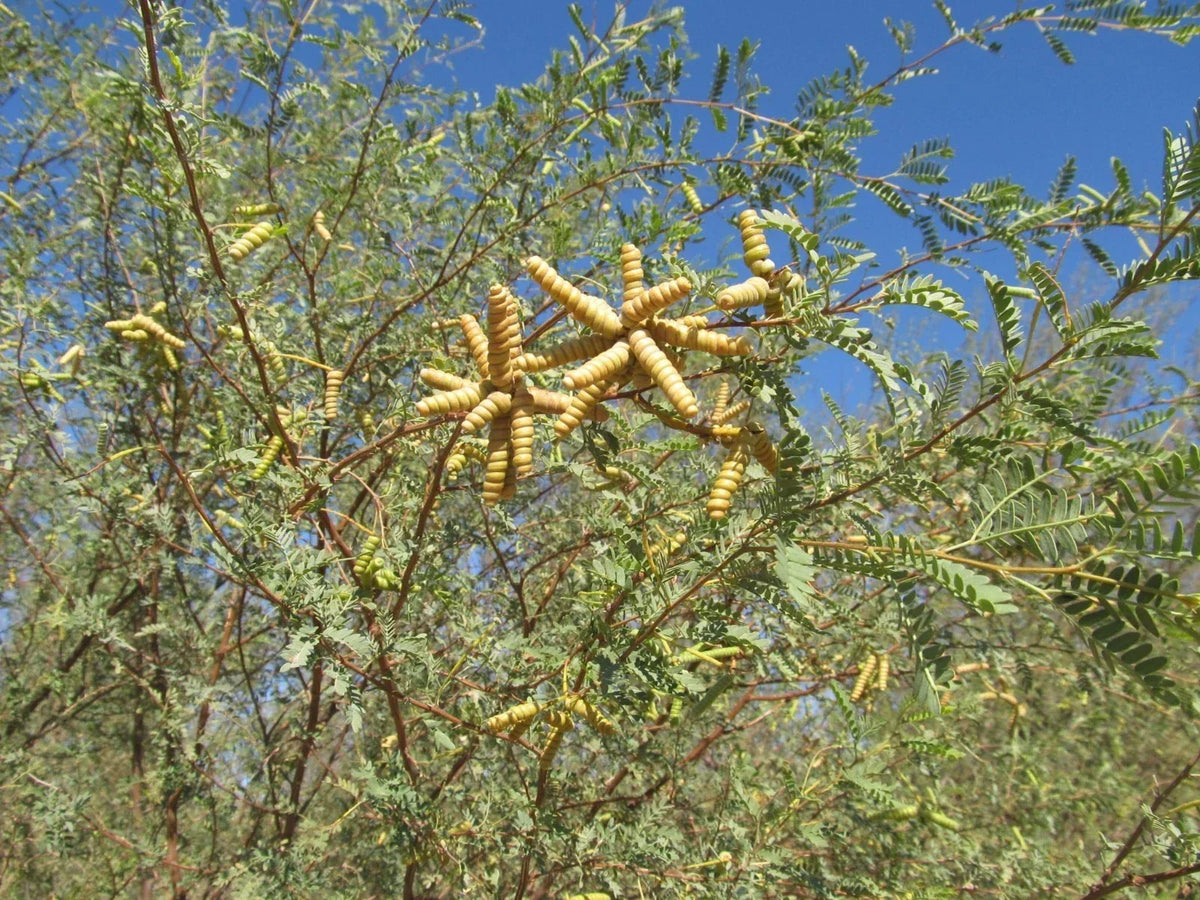 Screw Bean Mesquite Tree Seeds - 10 Seed Pods - Prosopis Pubescens - Drought-Tolerant Native Plant for Landscaping
