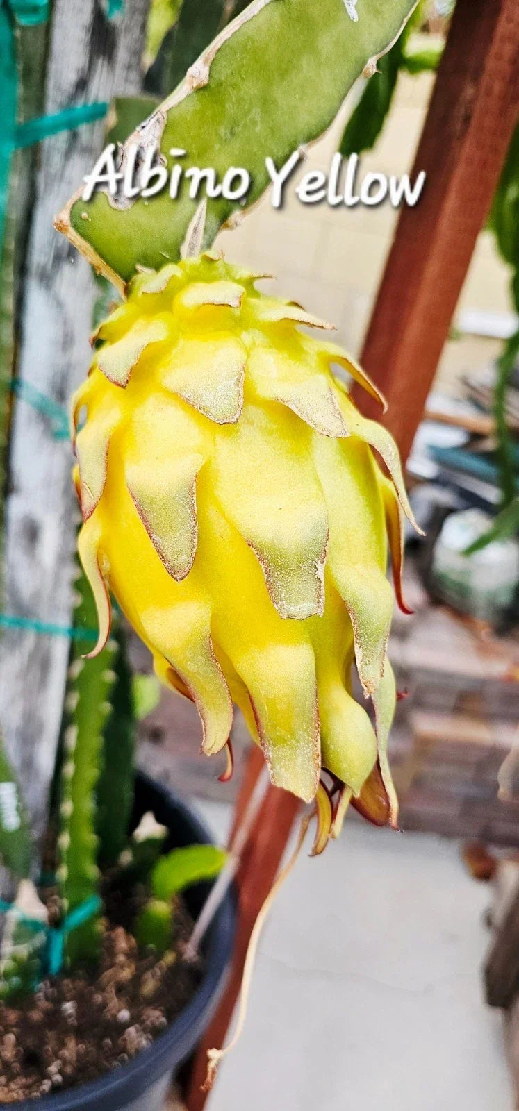 Albino Yellow Dragonfruit Cutting - Rooted 12-16 Inch Plant - Hylocereus megalanthus