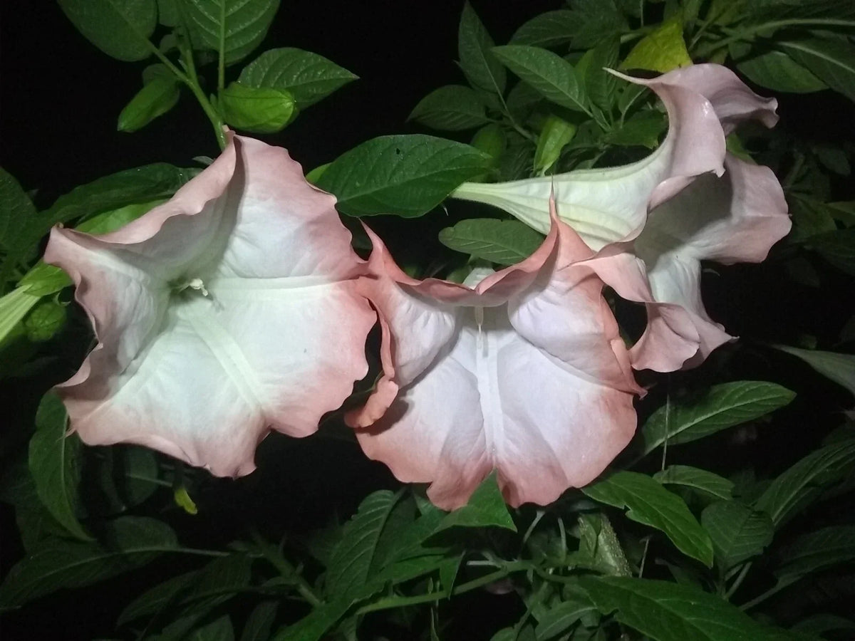 Brugmansia Cuttings - 3 Pink/Peach Angel Trumpet Cuttings - Fragrant Flowers - Easy to Grow