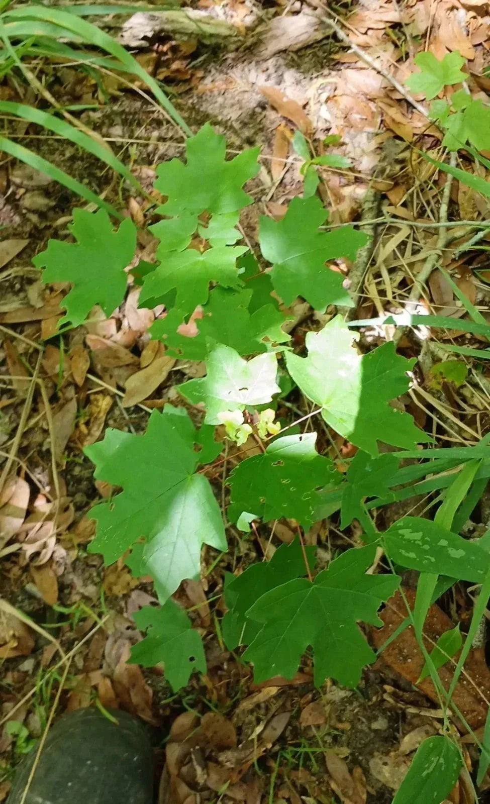 Red Maple Seedlings 1ft 2-Pack Fast-Growing Acer rubrum Hardy Shade Trees Southern Alabama Grown