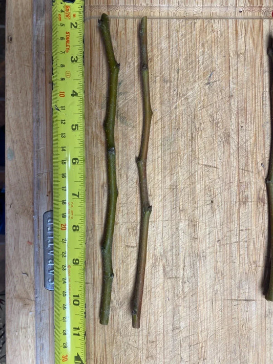 Fruit Tree Cuttings - Scion Wood for Grafting - Apple, Plum, Peach, Fig, Cherry, Mulberry - Malus, Prunus, Ficus, Morus