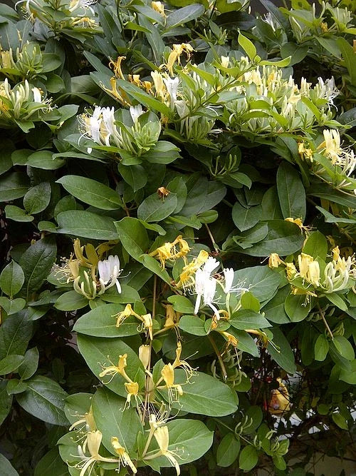 Japanese Honeysuckle Vine Cuttings - 8" Live Starter Clippings - Organic NC - Lonicera japonica