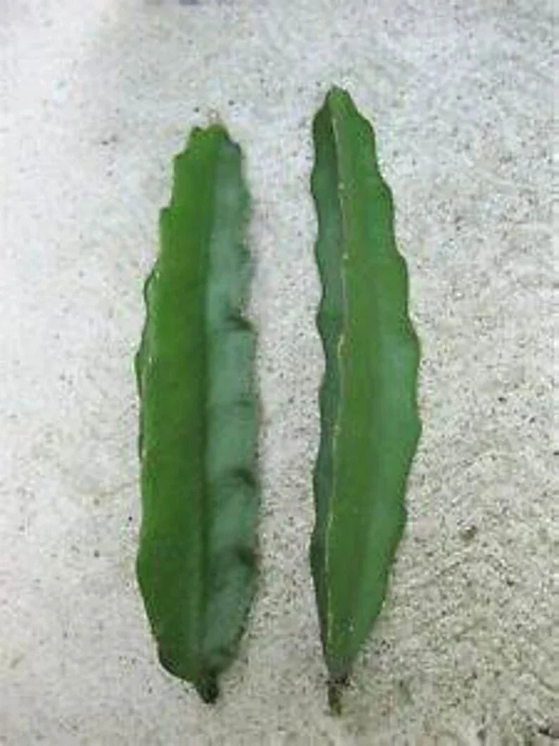 Aussie Gold Dragon Fruit Cuttings - 8-12" Fresh Isis Gold Variety - High Quality Plant Propagation
