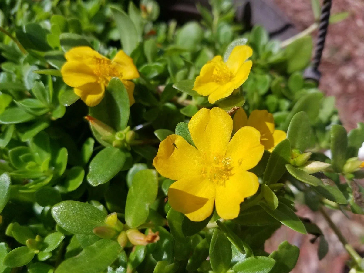 Yellow Single Flower Purslane Cuttings - Vibrant Bright Purple Flowers - Portulaca oleracea