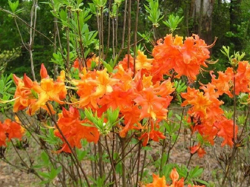 Aromi Azalea Starter Plant - Frontier Gold Variety - Rhododendron Deciduous - Dormant Small Plant