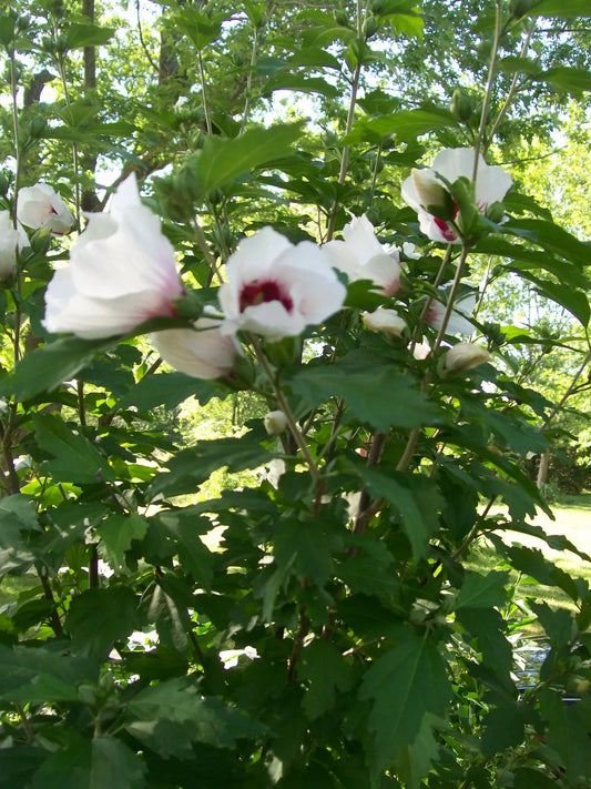 Set of 4 Rose of Sharon Plants 12-24 Inches Mixed Colors Hibiscus syriacus Hardy Zones 5-9, 2-3 Years Old