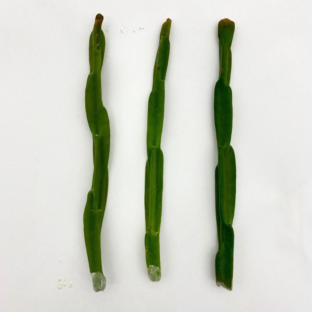 Rhipsalis paradoxa Cuttings - Unique Cactus Variety for Indoor Gardening - Exotic Houseplant Decor