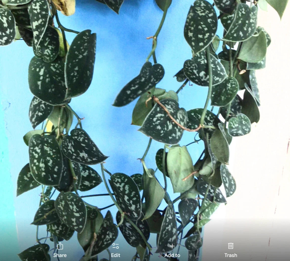 12” Rooted Cutting Variegated Silver Satin Pothos - Scindapsus Pictus - Indoor Plant, Houseplant, Easy Care
