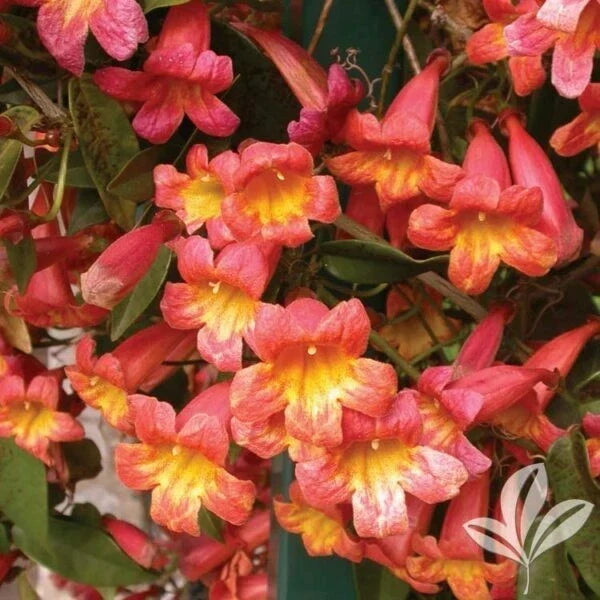 Bignonia Tangerine Beauty Crossvine Starter Plant - Attracts Butterflies - Rooted Plant for Garden Decoration