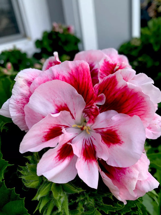 Geranium Starter Cuttings 2 Pack, White/Mahroon Perennial, No Root, Pelargonium spp.
