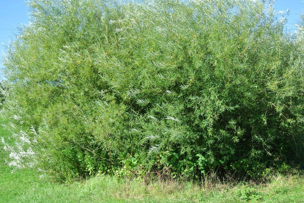 Live Basket Willow Cuttings 4 Pack - Salix Viminalis - Easy to Grow for Landscaping and Garden Projects