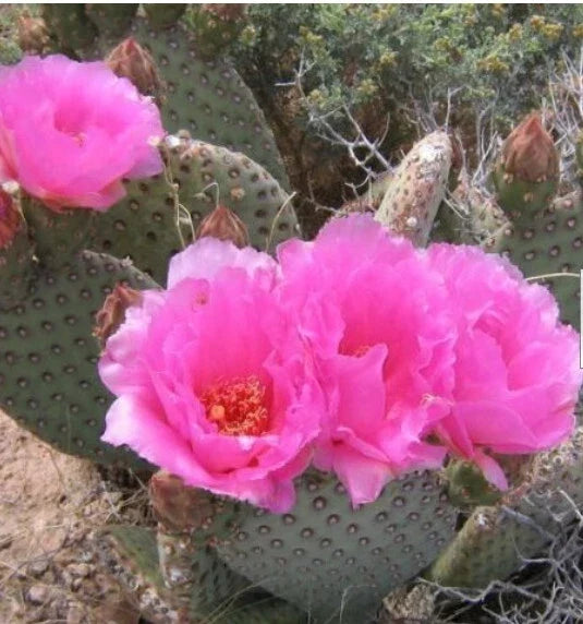 Beaver Tail Cactus 1 Pad with Pink Flowers | Opuntia basilaris Succulent Plant