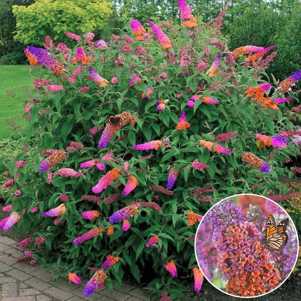 Bicolor Butterfly Bush Live Plant 6+ Inches Buddleia x weyeriana 'Bicolor' Fragrant Yellow Lavender Blooms