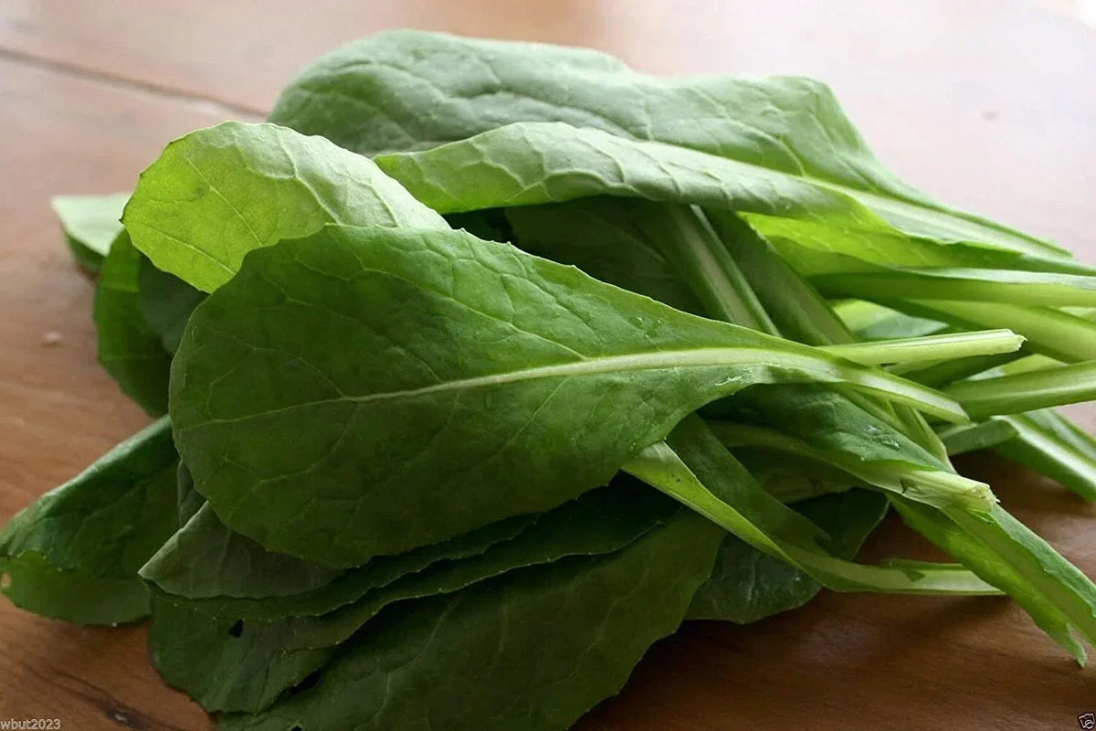 Komatsuna Mustard Seeds - 100+ Seeds - Brassica rapa var. perviridis - Non-GMO Japanese Greens for Gardening