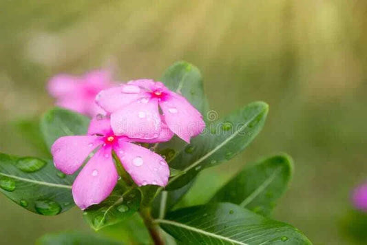 Vinca Seeds 500 Count Light Pink Sunsplash Catharanthus roseus - Non-California Shipping, Garden Flower Seeds