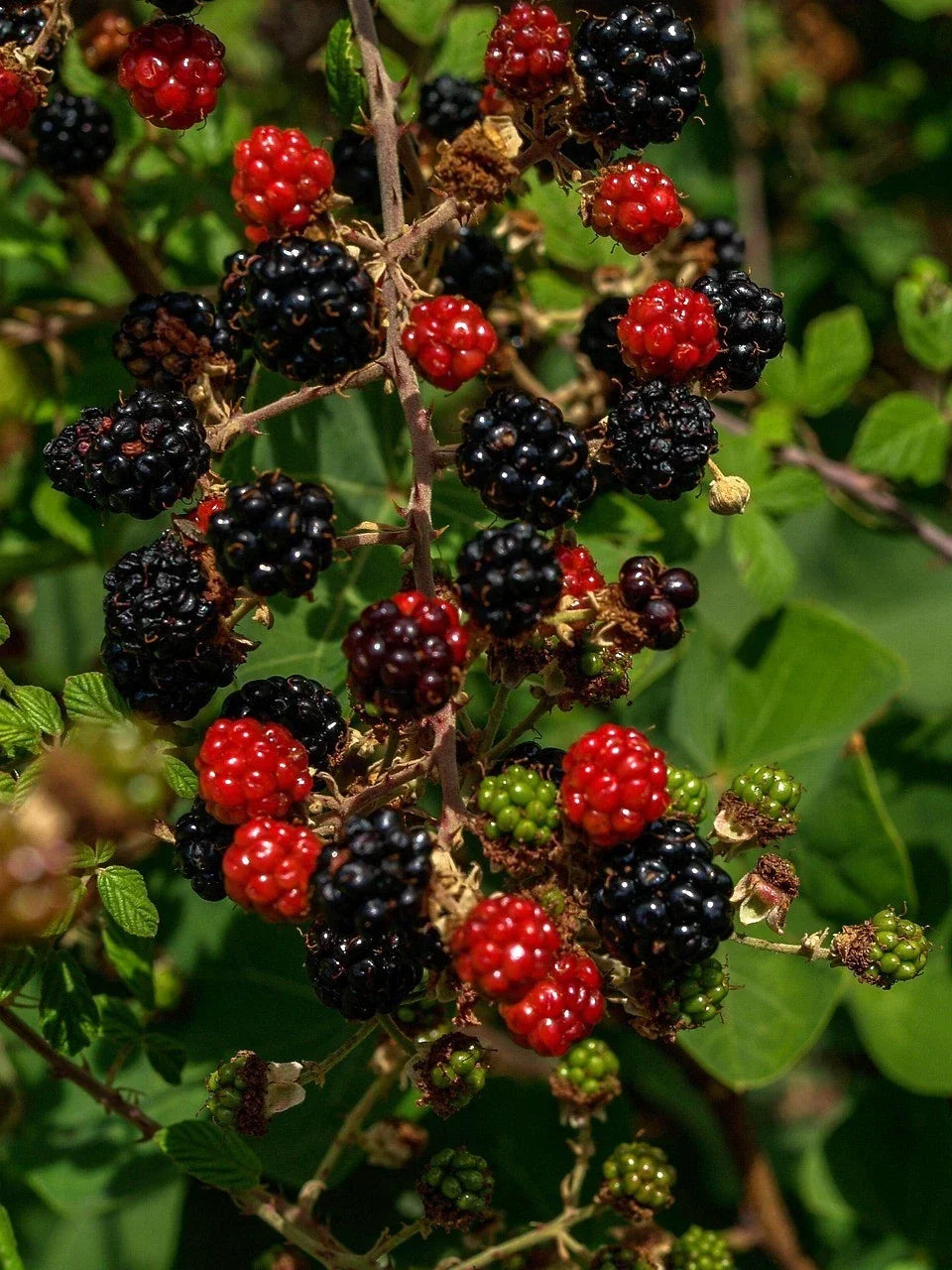 Organic Thornless Blackberry Cuttings - 6" Un-Rooted - 4 Count - Rubus fruticosus