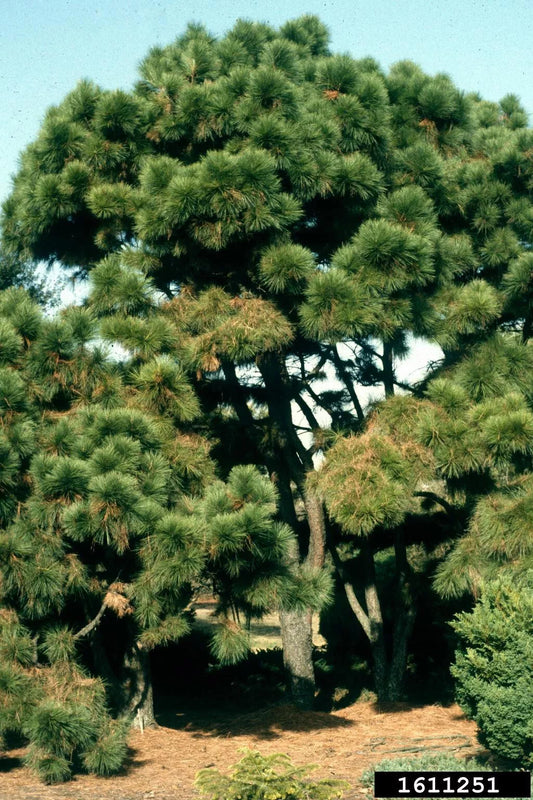 Loblolly Pine Tree Live Plant Set of 2, 12-16 Inches, Pinus taeda, Hardy for Zones 5-9, Ideal for Landscaping and Reforestation
