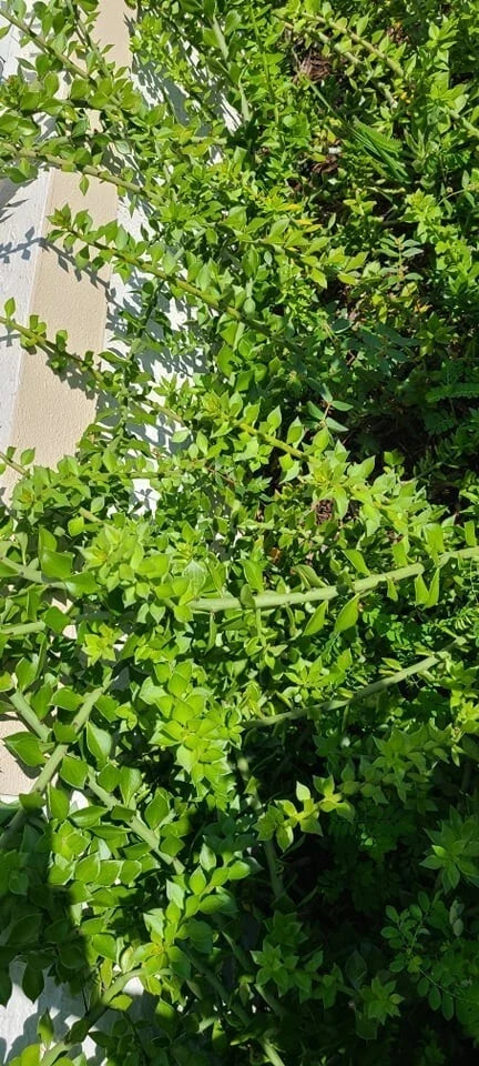10 Pcs Pereskiopsis Cuttings - Spathula Grafting Cacti - 6-Inch Long - Ideal for Propagation and Grafting