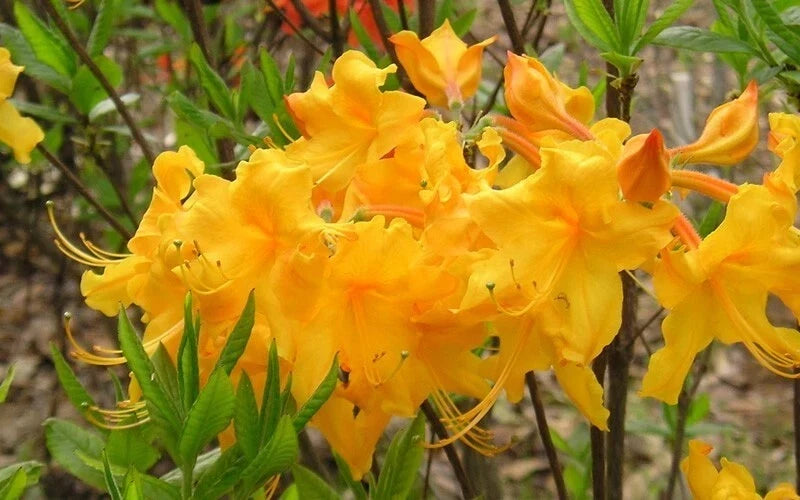 Aromi Azalea Starter Plant - Appalachian Gold - Rhododendron - Deciduous Shrub for Gardens