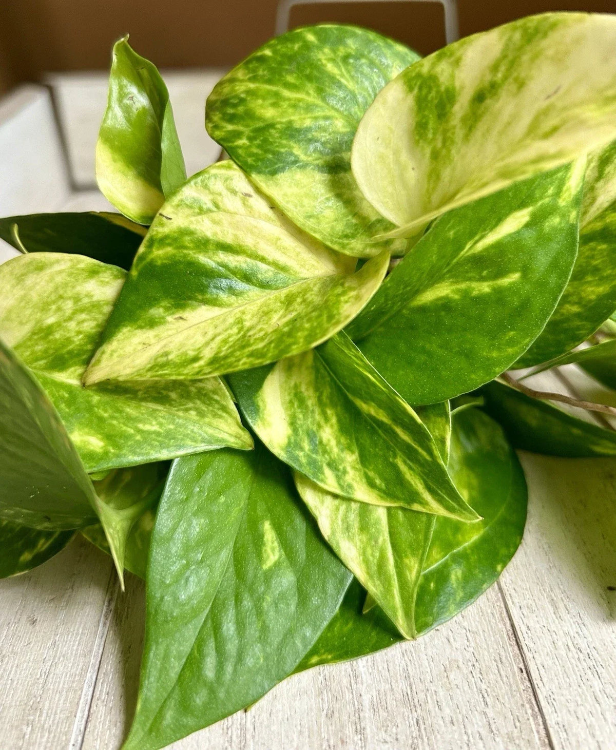10 Rooted Pothos Cuttings - Green Indoor Plant - Epipremnum aureum