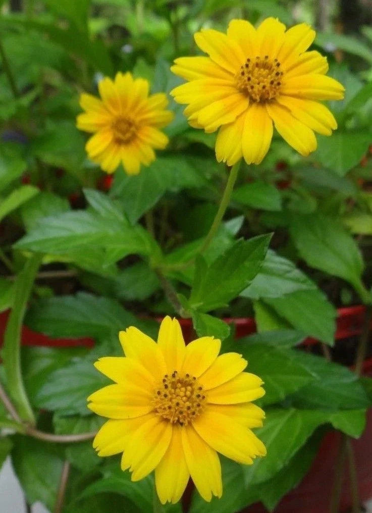 Creeping Daisy Live Plant Cuttings - 10 Yellow Flower Vines - Wedelia