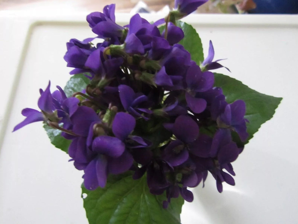 Purple Wild Violet Rhizomes 8+ Pack, Organic Viola Bareroot, Edible Hardy Perennial, Butterfly Attractant, USDA Zones 6-10