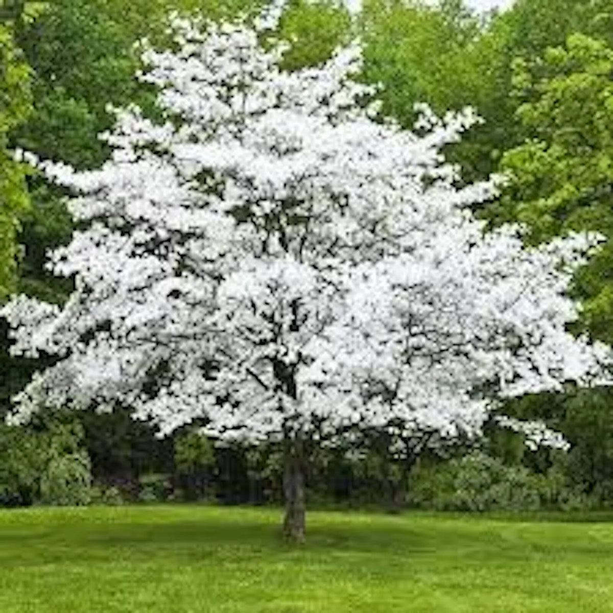 White Dogwood Trees 12-24in Bare Root - Cornus florida - 3 Live Plants - Spring Bloom, Attracts Birds & Butterflies