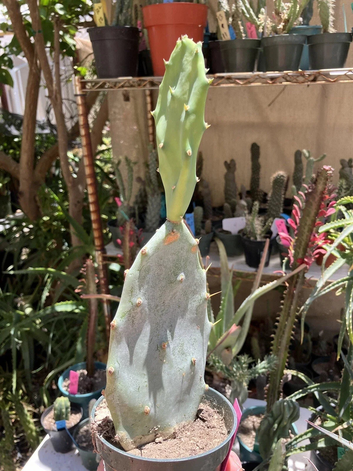 Opuntia Hybrid Cartwheel Prickly Pear Cactus 10" Tall - Ideal for Indoor & Outdoor Gardens, Drought-Tolerant Succulent