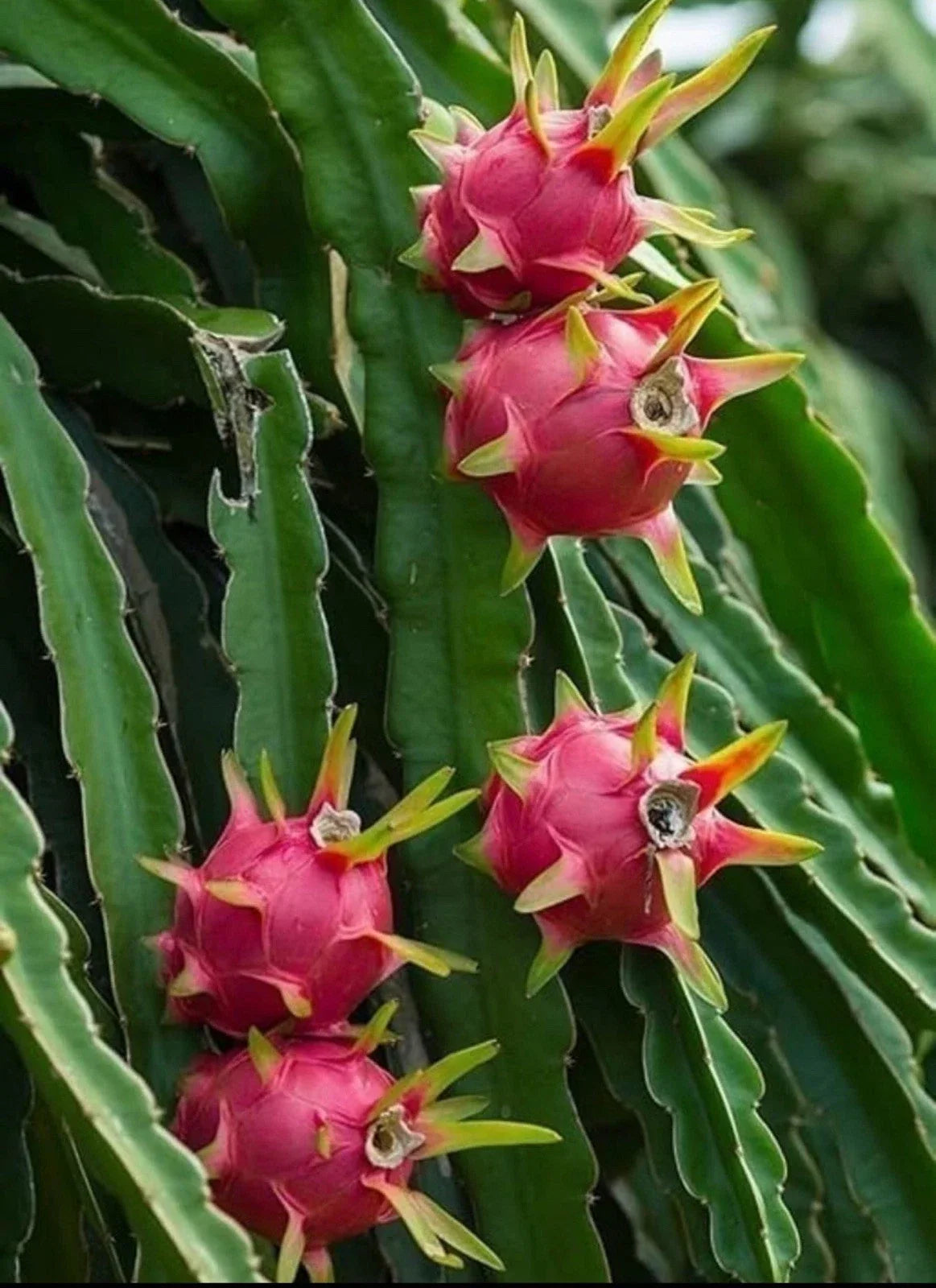 Dragon Fruit Cuttings - Rooted Plant - Hylocereus Undatus - Fresh Edible Cactus Cuttings for Home Garden