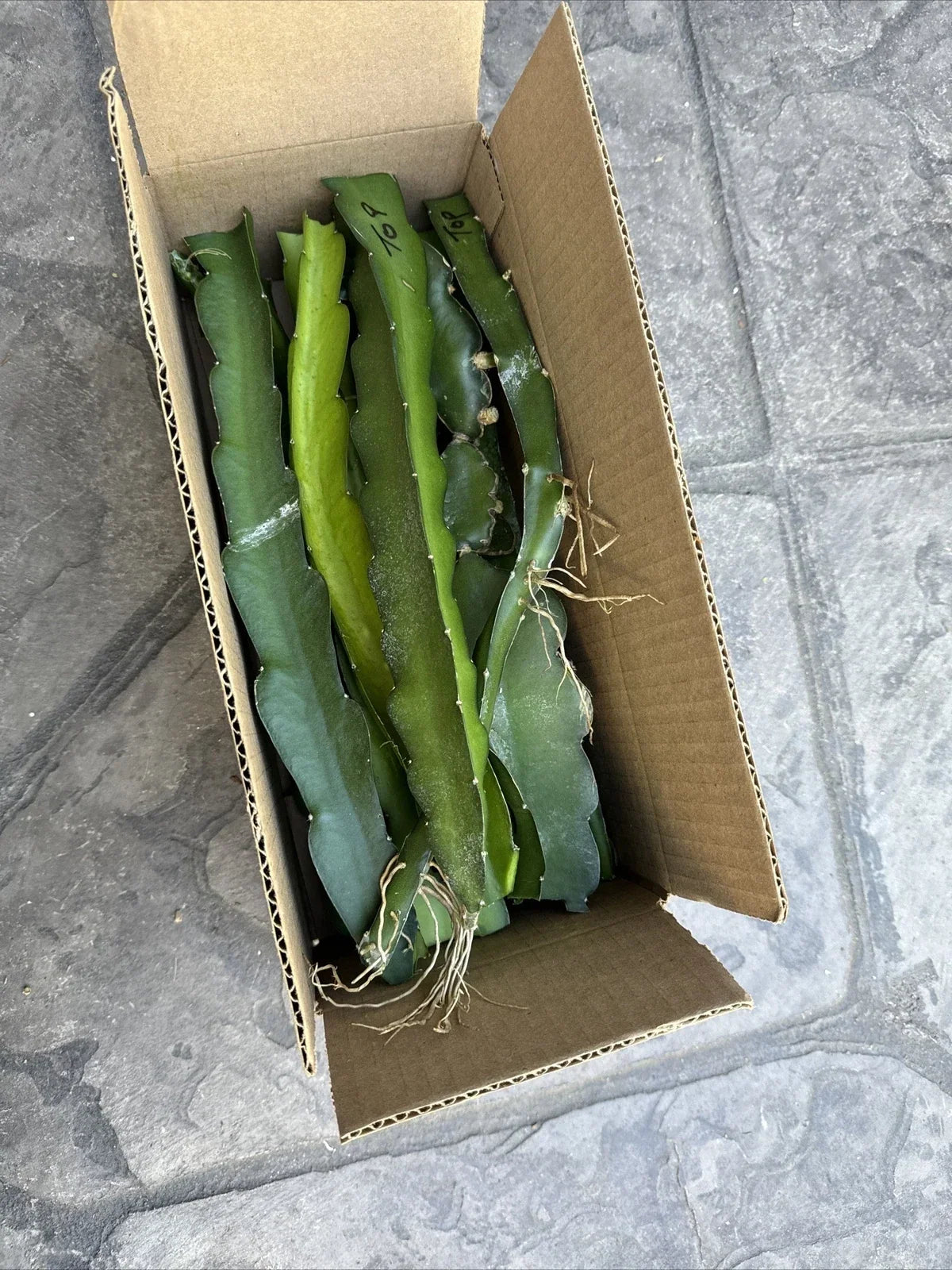 Dragon Fruit Cuttings 8-14 Inches Long, Fresh Pitaya Varieties, Hylocereus spp. - 11 Pieces for Planting or Propagation