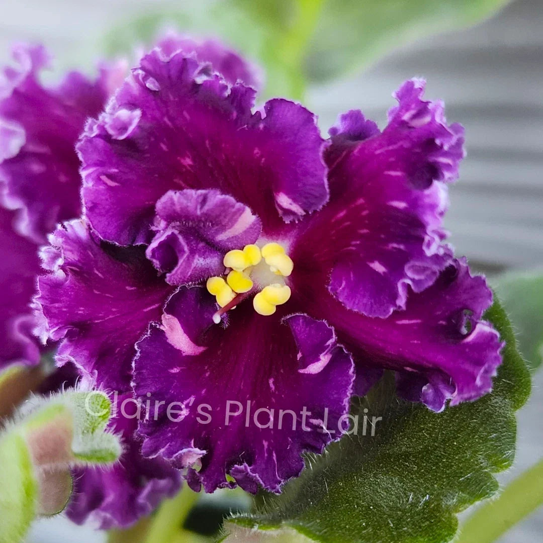African Violet Leaf - Standard - Red Diamond (АВ-Красный Бриллиант) - Saintpaulia