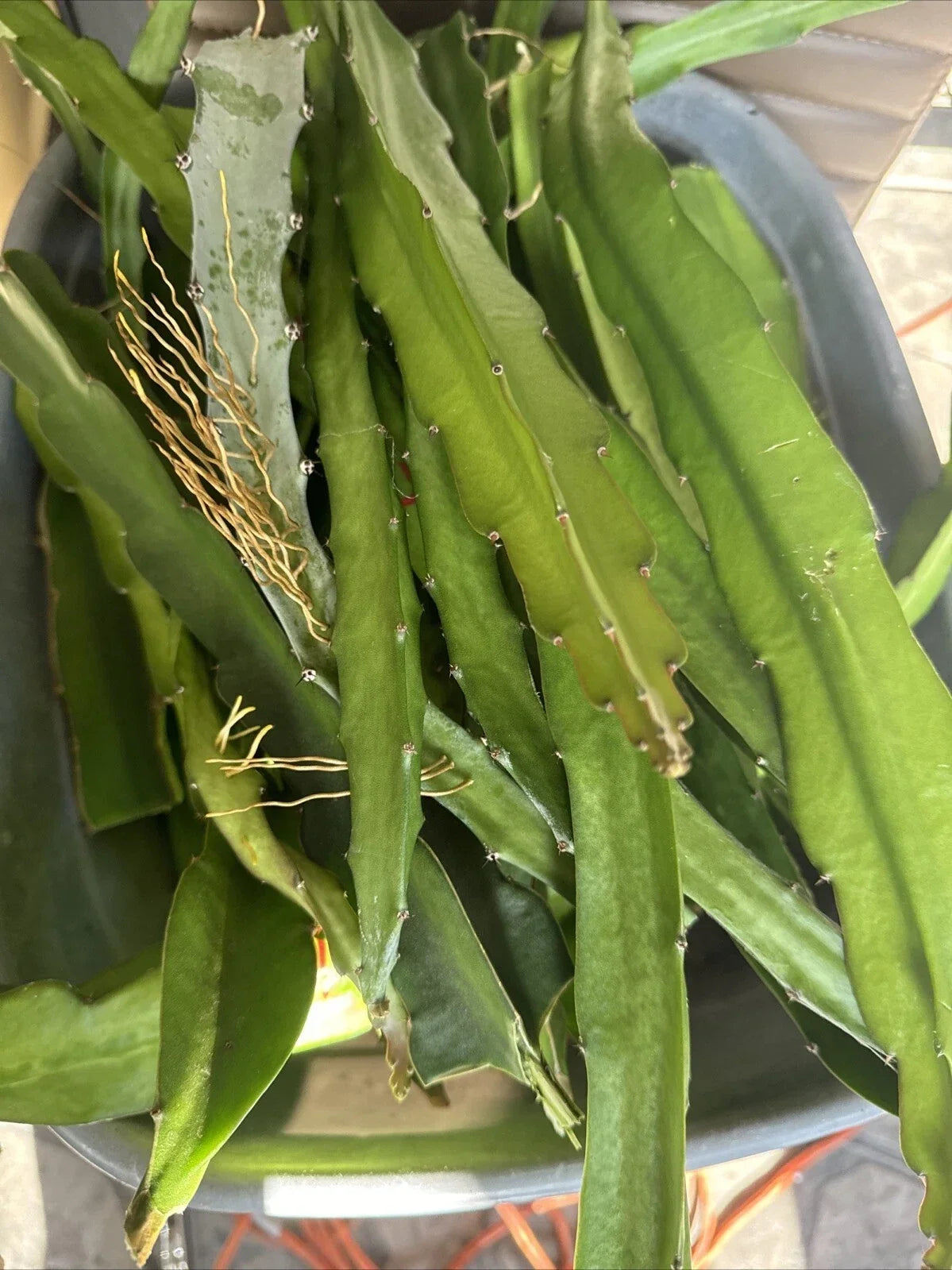 Dragon Fruit Cuttings 8-12 Inches | Hylocereus Undatus | Tropical Cactus Clippings for Home Garden